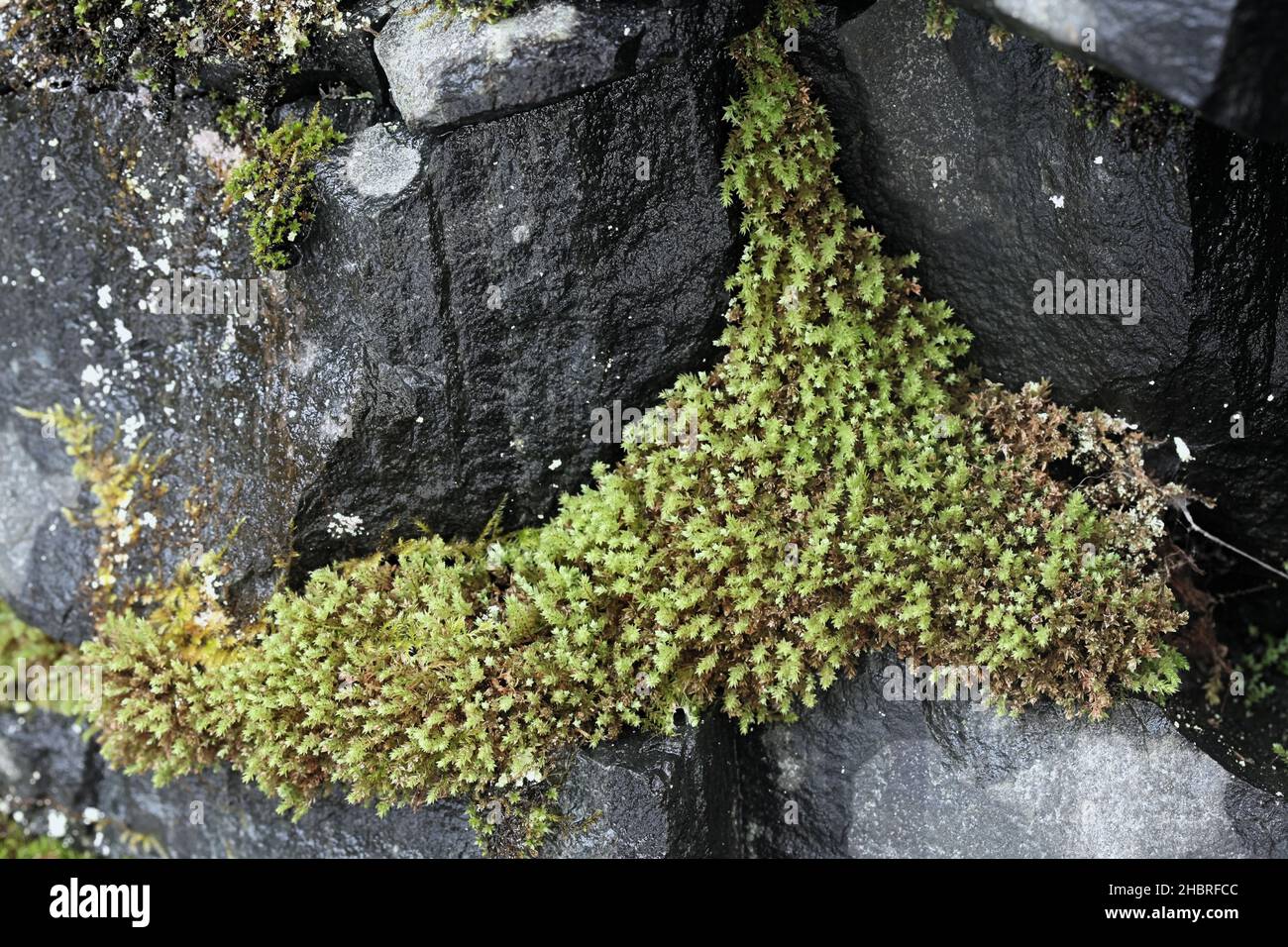 Mnium stellare, known as the starry thyme-moss or stellar calcareous moss Stock Photo