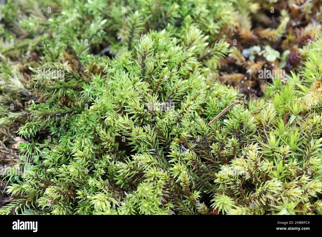 Aulacomnium palustre, known as bog groove-moss or ribbed bog moss Stock Photo