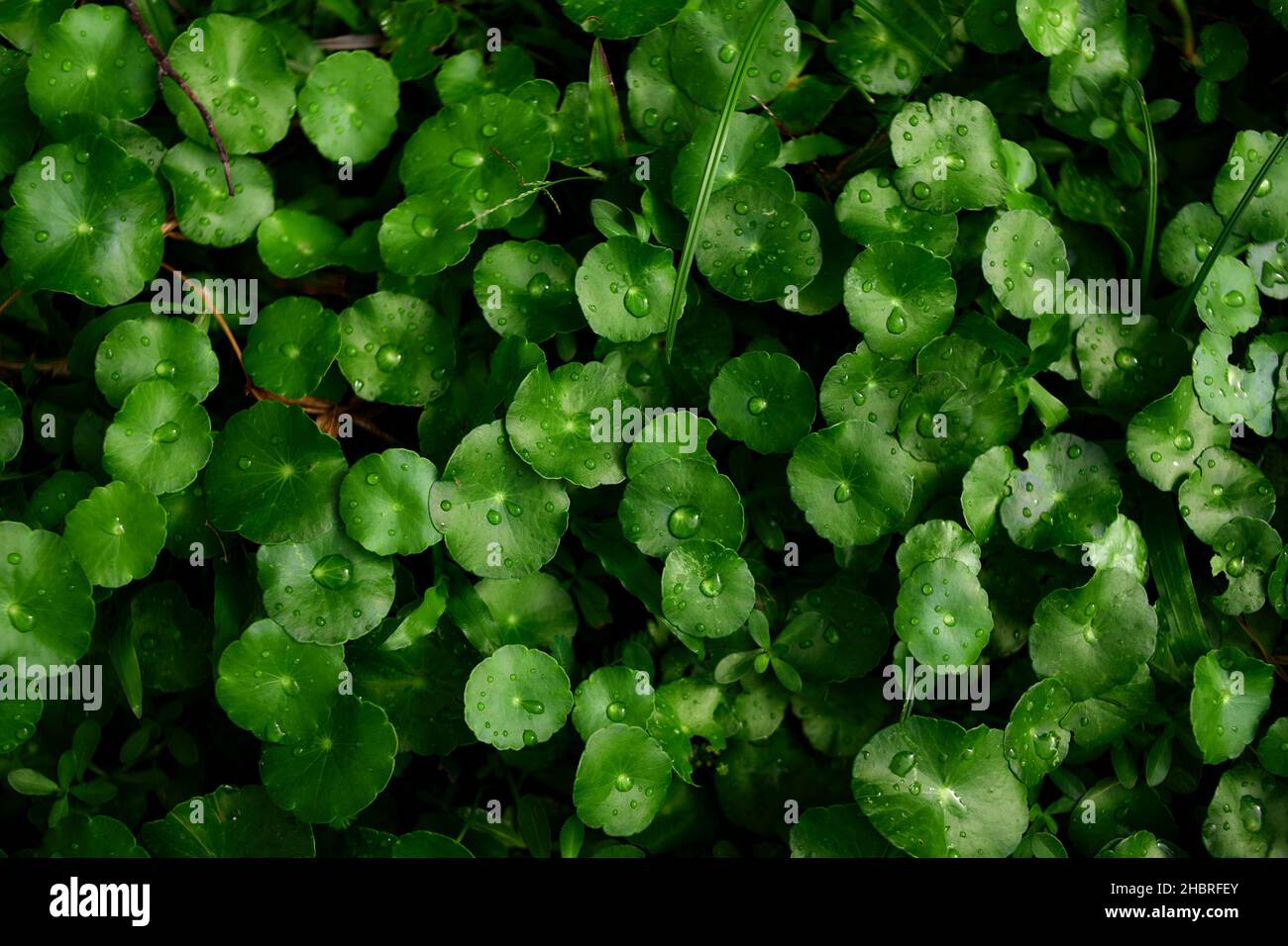 Centella asiatica leaves with water drops in the garden Stock Photo