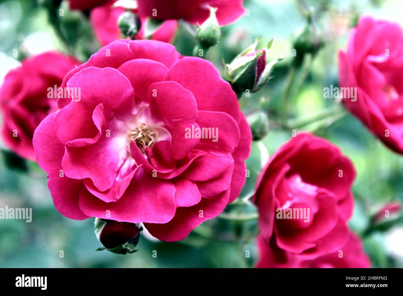 Close up roses captured hi-res stock photography and images - Alamy