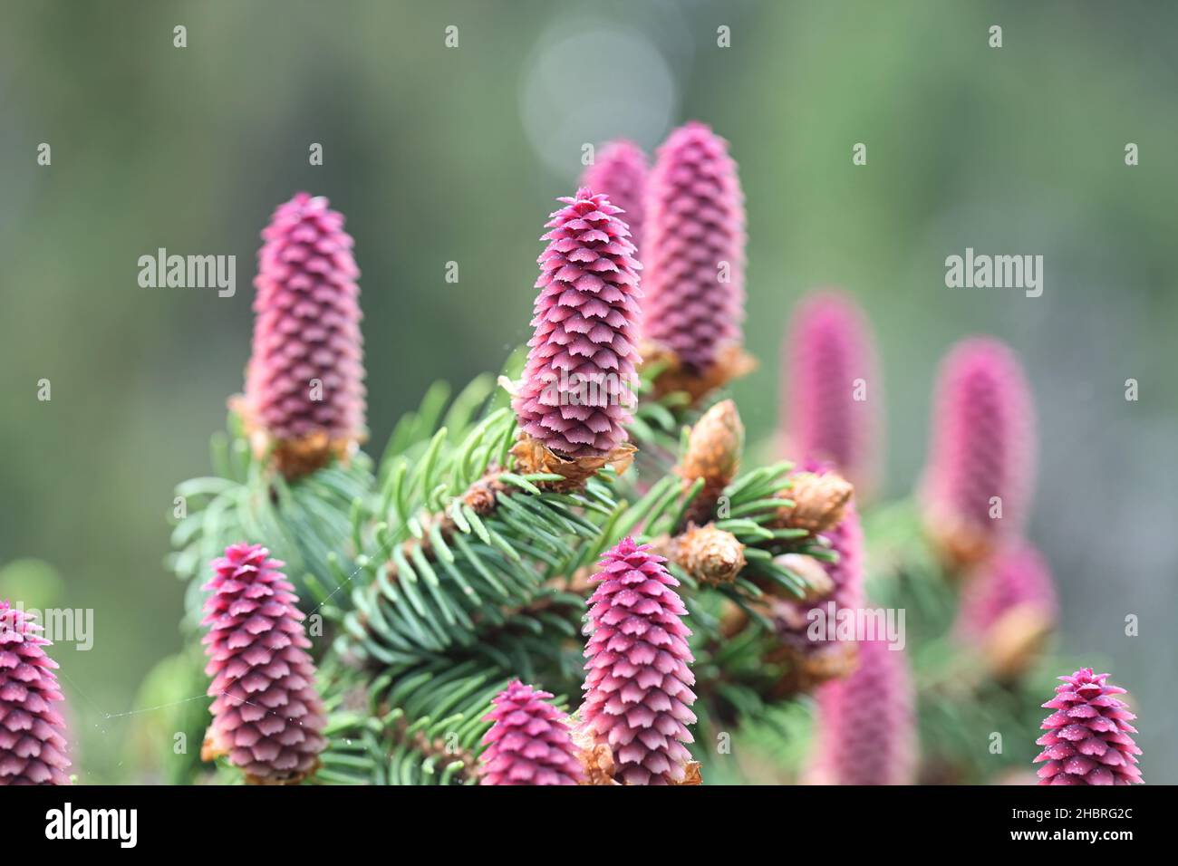 Picea abies, the Norway spruce or European spruce, erect red female