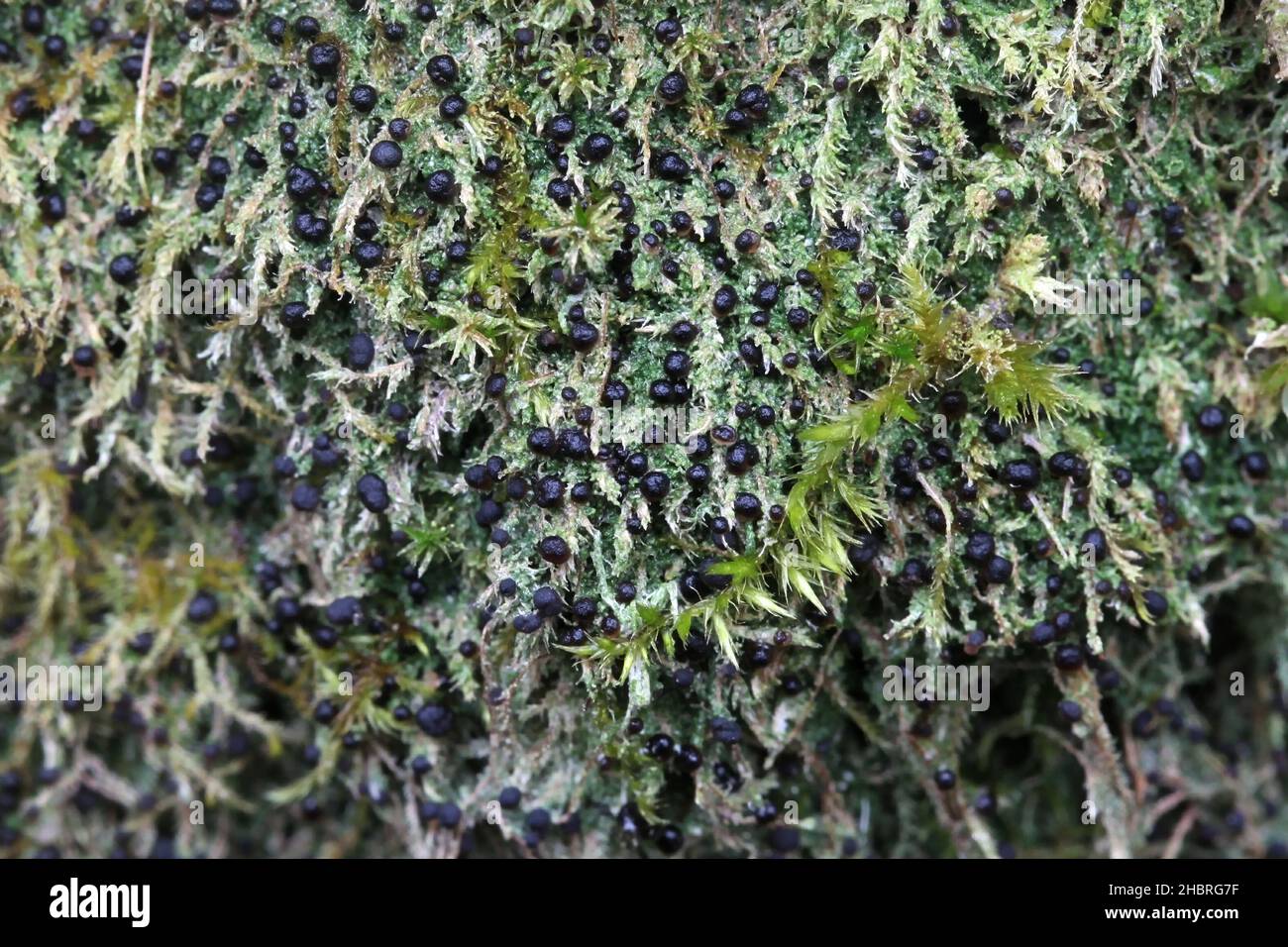 Mycobilimbia tetramera, also called Bacidia fusca, known as Four-celled Moss Dot, lichen from Finland Stock Photo