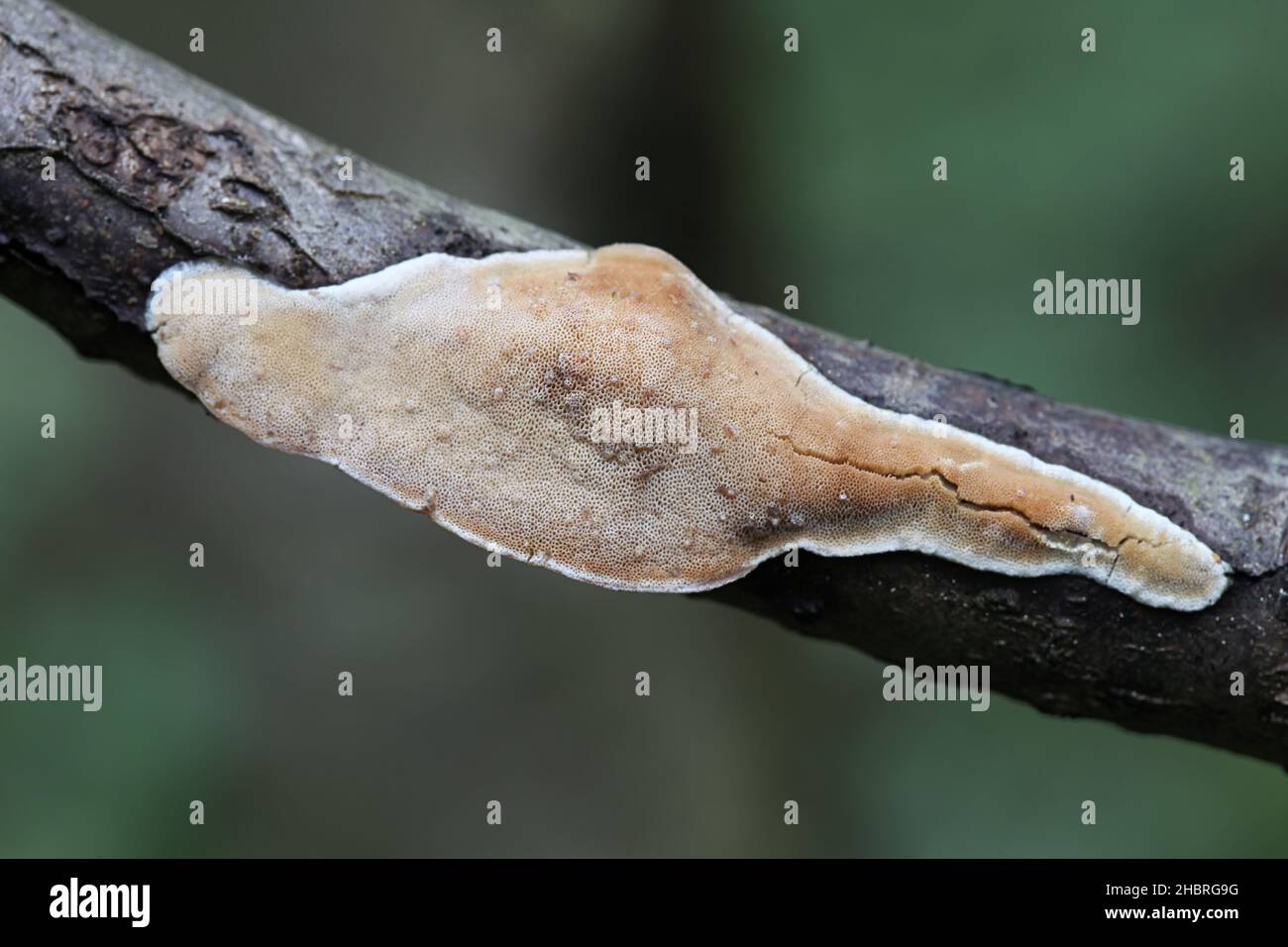 Dichomitus campestris, also called Polyporus campestris, commonly known as Hazel porecrust, wild polypore fungus from Finland Stock Photo