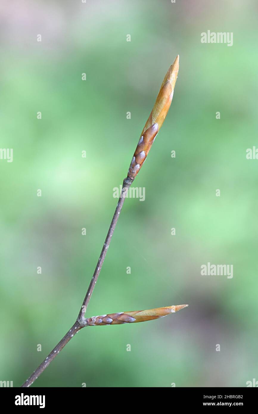 Fagus sylvatica, known as European beech or common beech, close-up of leaf buds Stock Photo