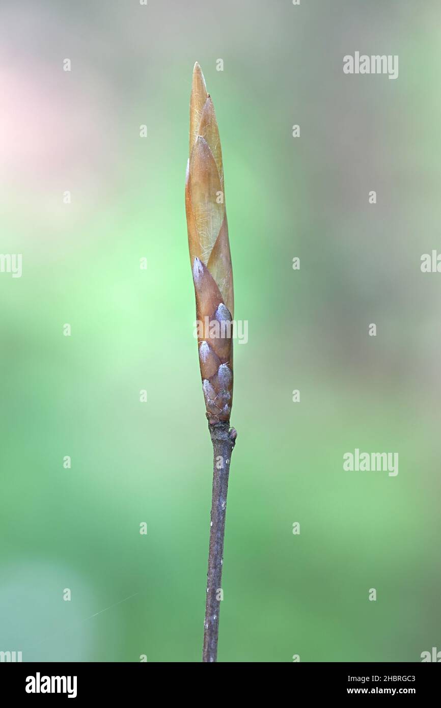 Fagus sylvatica, known as European beech or common beech, close-up of leaf buds Stock Photo