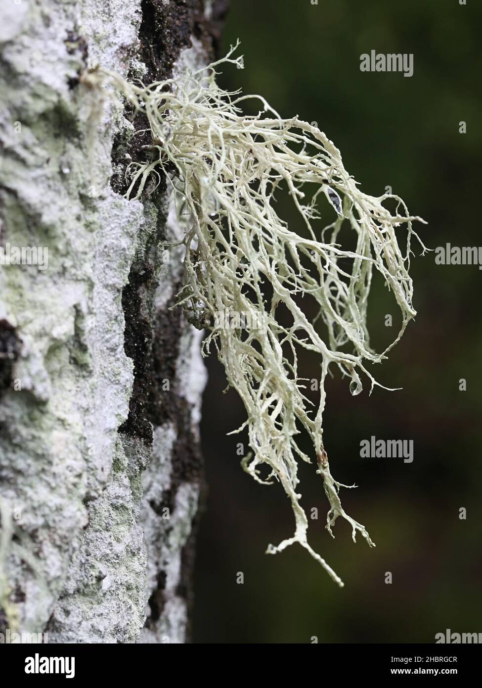 Ramalina farinacea, known as Farinose Cartilage Lichen, an epiphytic fruticose lichen growing on aspen in Finland Stock Photo