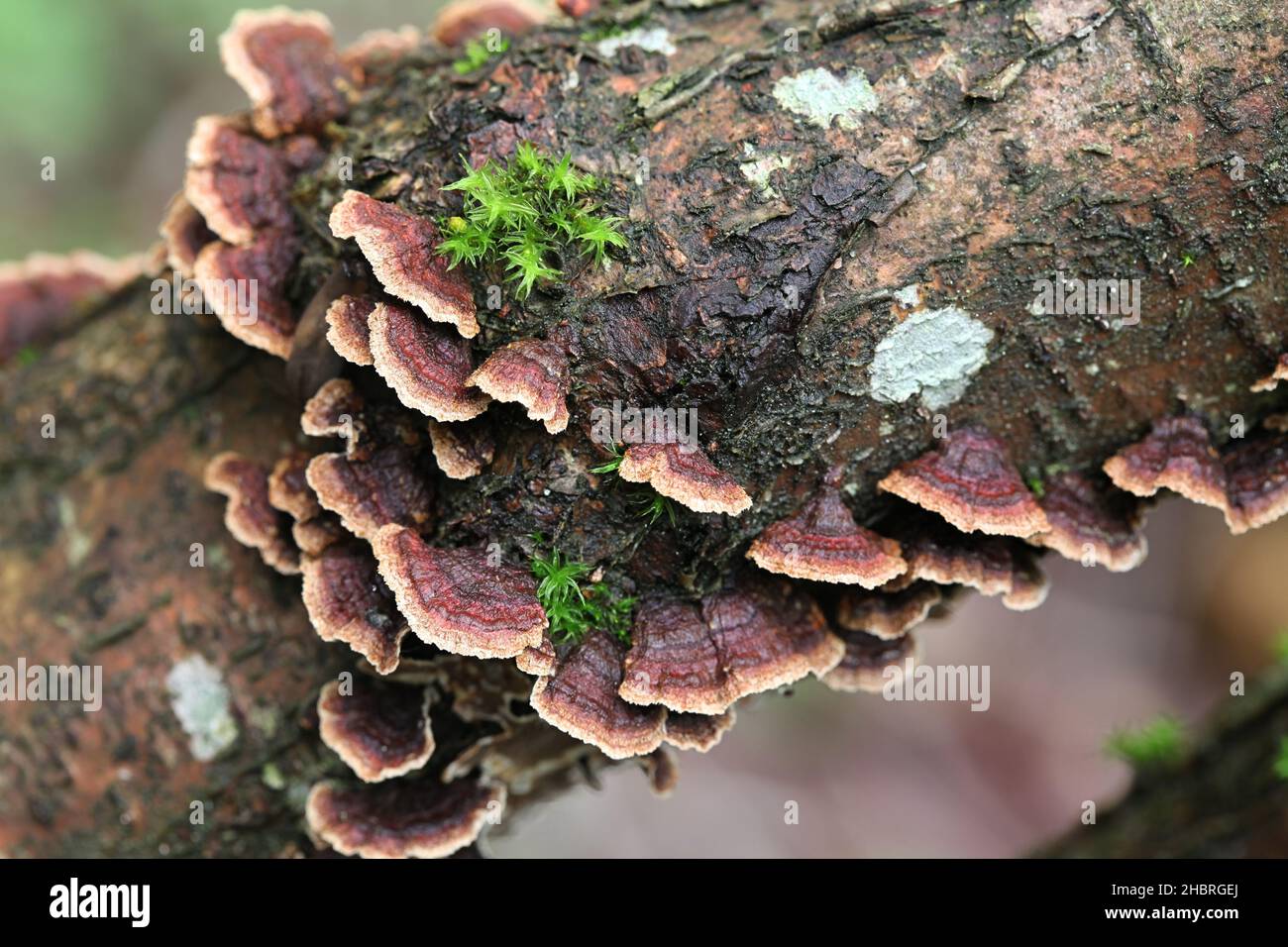 Hydnoporia tabacina, also called, Pseudochaete tabacina, known as willow glue, wild fungus from Finland Stock Photo