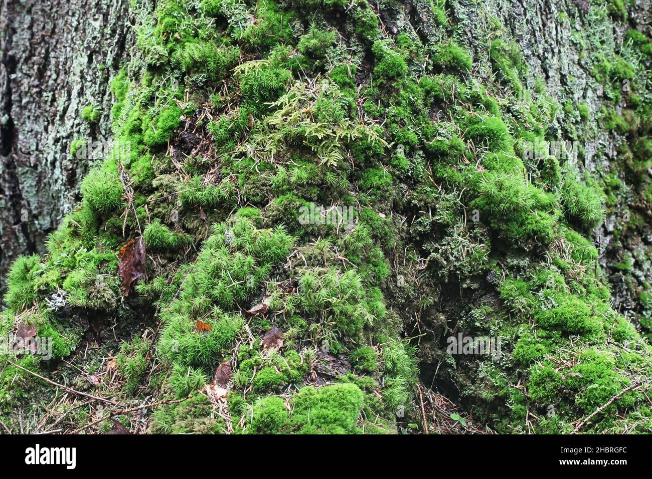 Moss-covered trunk and roots of Norway spruce, old forest in natural state Stock Photo