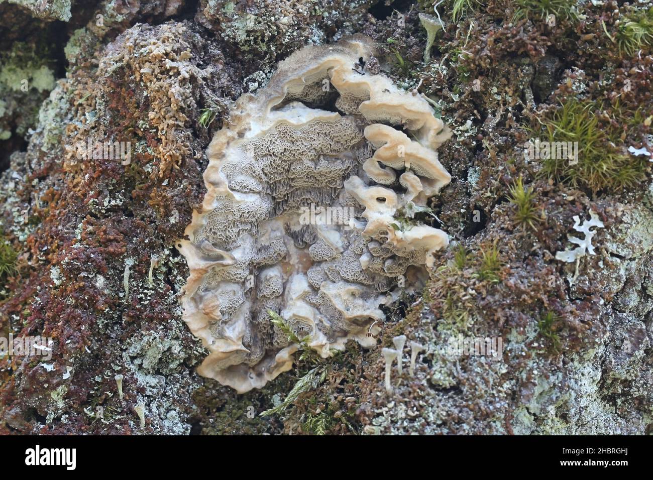 Bjerkandera adusta, known as the smoky bracket, wild fungus from Finland Stock Photo