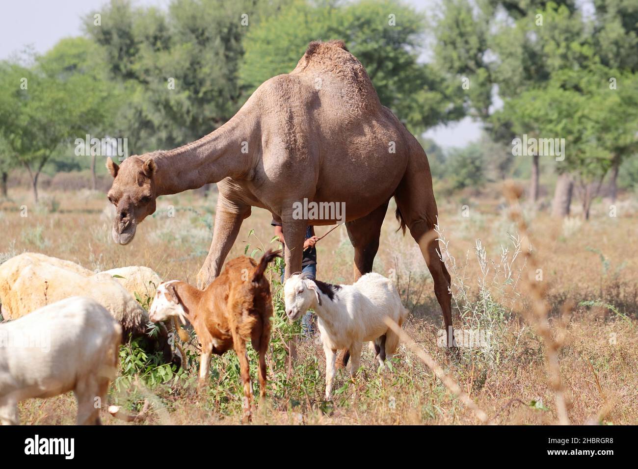 Close-up of Female camel in the forest eating leaves of a plant with a flock of goats, Rajasthan Stock Photo