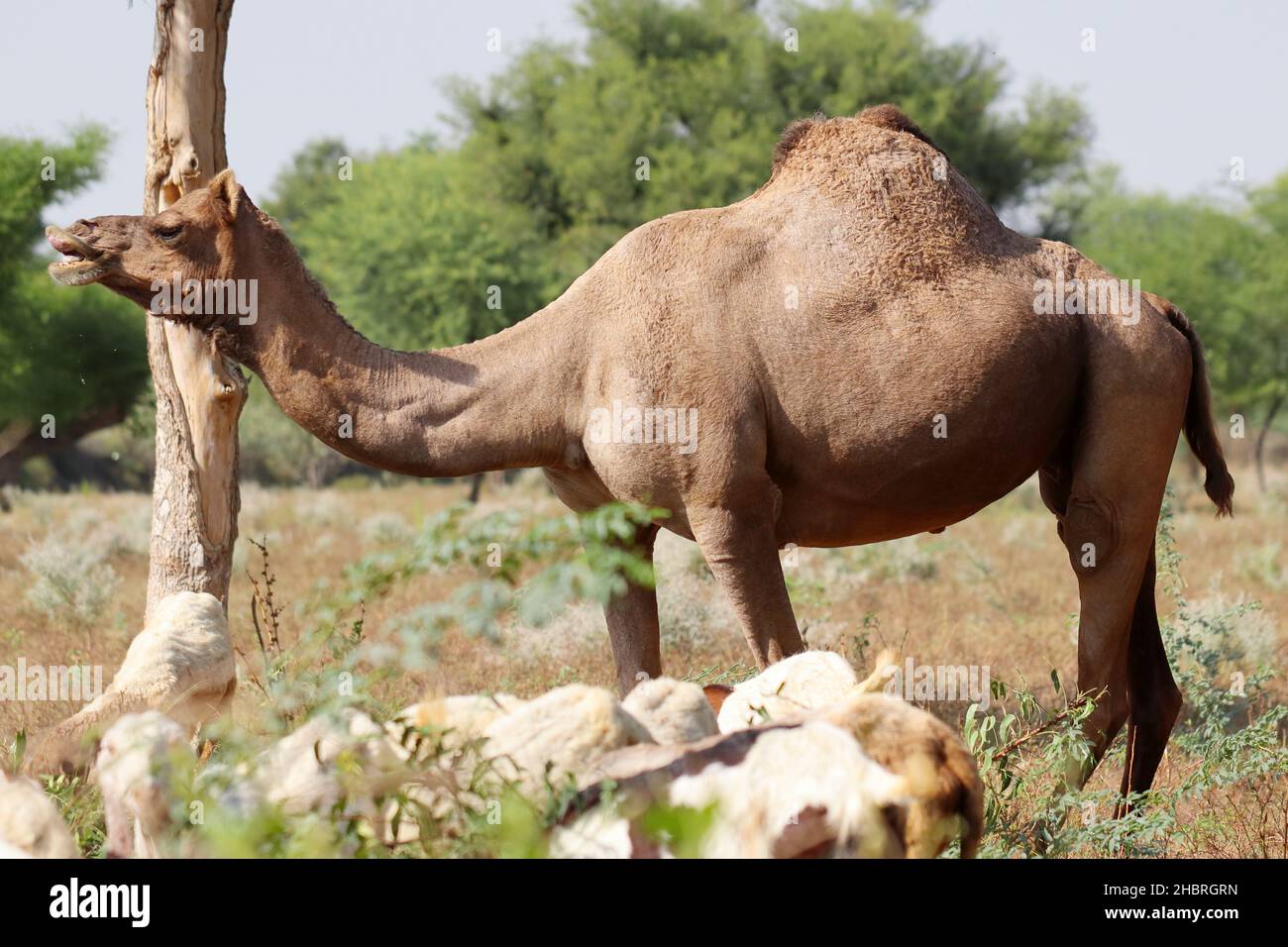Close-up of Female camel standing with a herd of goats in the forest, Rajasthan Stock Photo