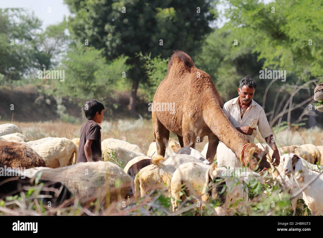 Pali Rajasthan , India -October 30 , 2021. Close-up of Female camel eating plant leaves with a flock of goats and goat farmers working together, Raja Stock Photo