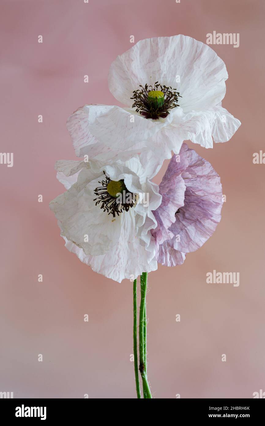 Poppies Mother of Pearl Stock Photo - Alamy