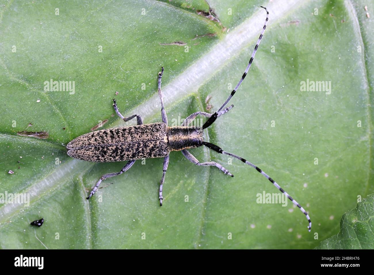 Agapanthia villosoviridescens, known as the golden-bloomed grey longhorn beetle, insect from Finland Stock Photo