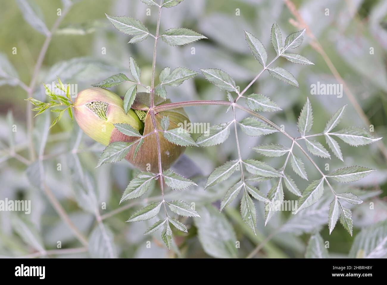 Angelica sylvestris, known as Wild Angelica or Woodland Angelica, wild