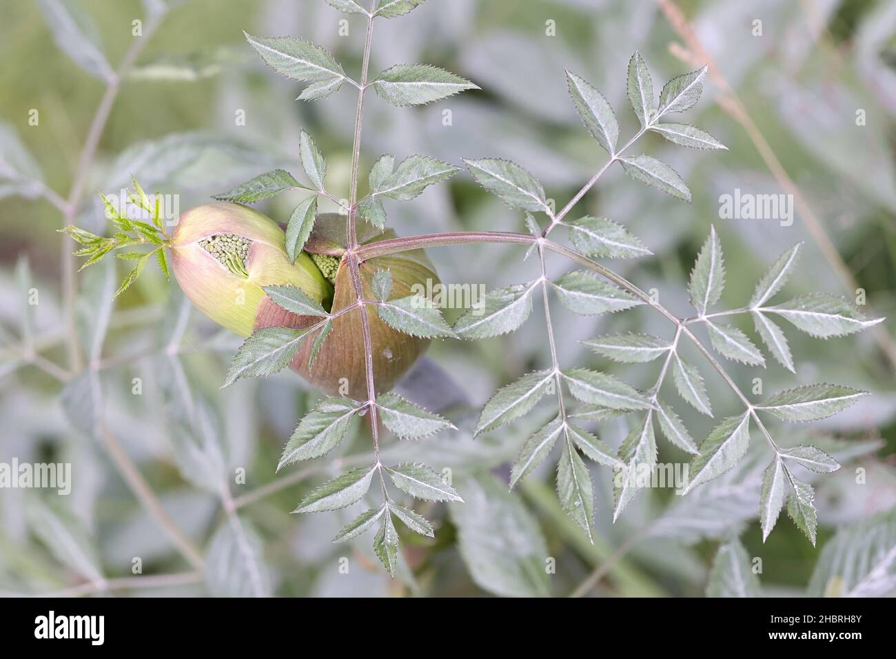 Angelica sylvestris, known as Wild Angelica or Woodland Angelica, wild edible plant from Finland Stock Photo