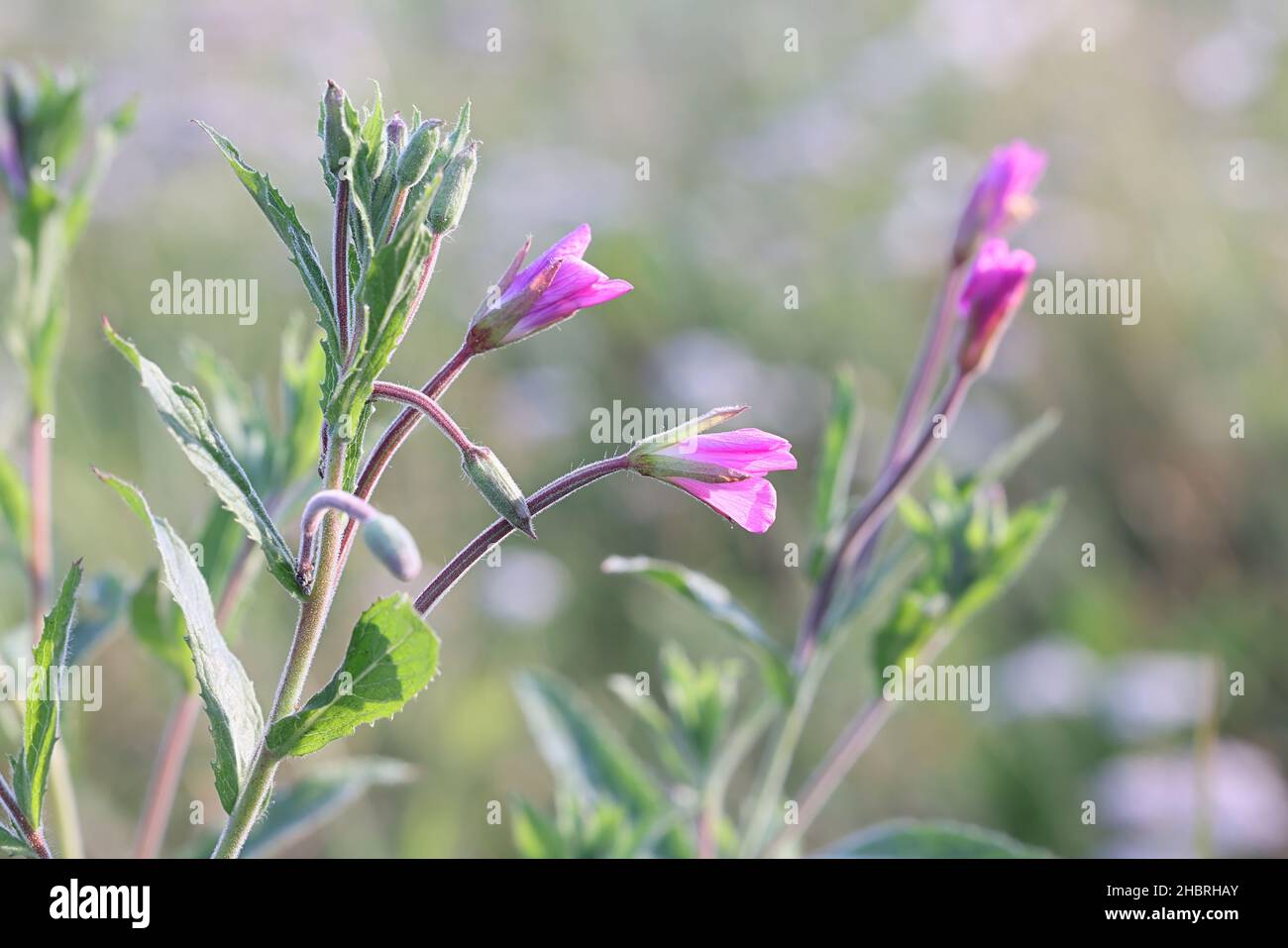 Epilobium hirsutum, commonly known as the great willowherb, great hairy willowherb or hairy willow-herb, wild plant from Finland Stock Photo