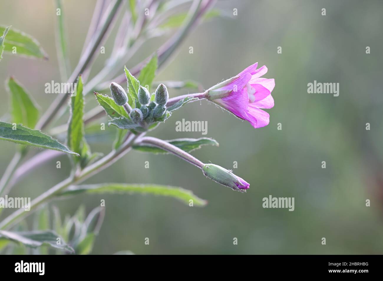 Epilobium hirsutum, commonly known as the great willowherb, great hairy willowherb or hairy willow-herb, wild plant from Finland Stock Photo