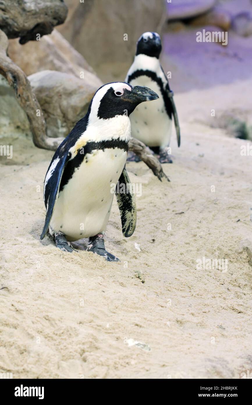 African Penguin, South Africa Stock Photo