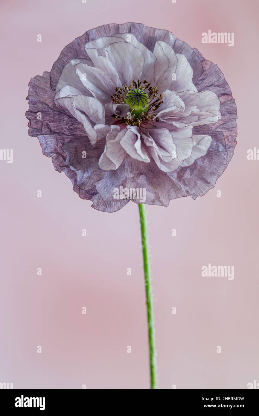 Portrait summer flowers hi-res stock photography and images - Alamy
