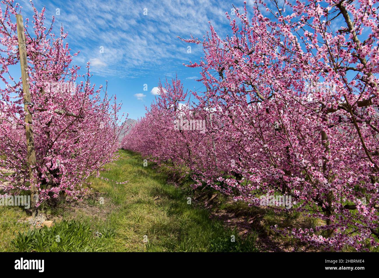 Peach tree in orchard blooming hi-res stock photography and images - Alamy