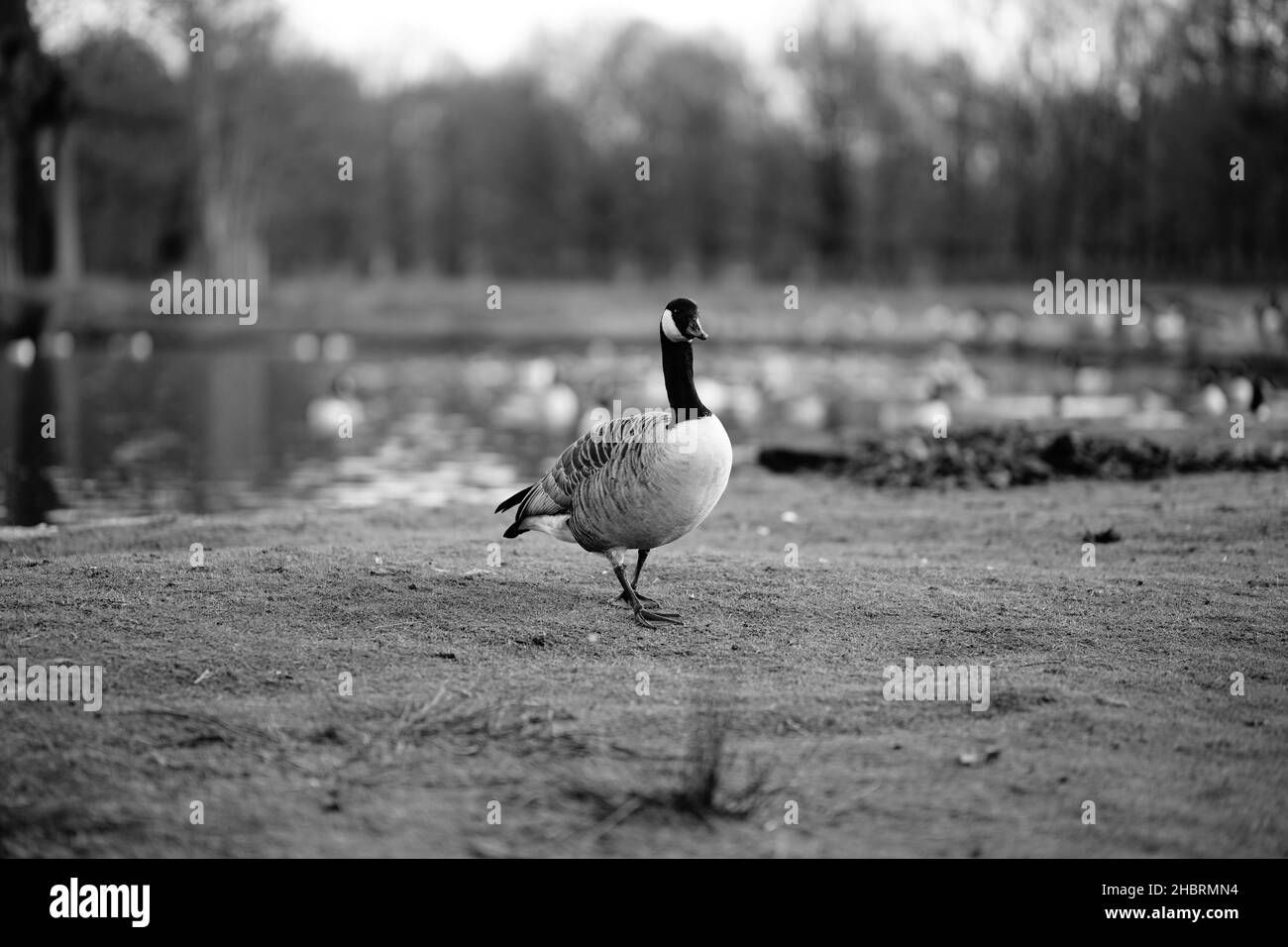 canada goose by the lakeside monochrome image Stock Photo