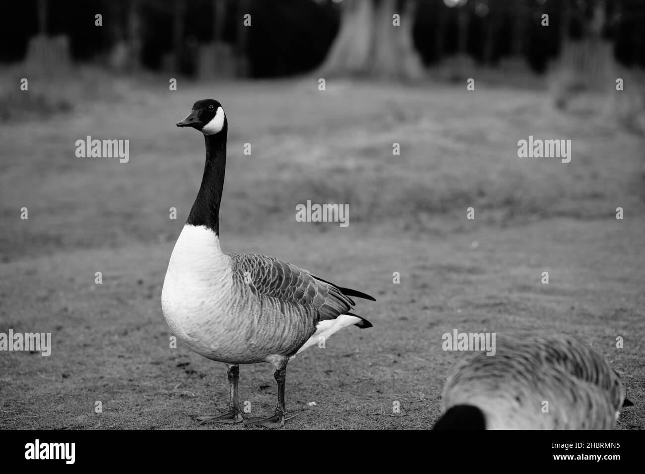 canada goose monochrome image Stock Photo