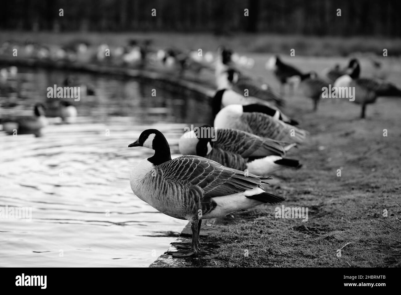 group of canada goose by the lakeside monochrome image Stock Photo
