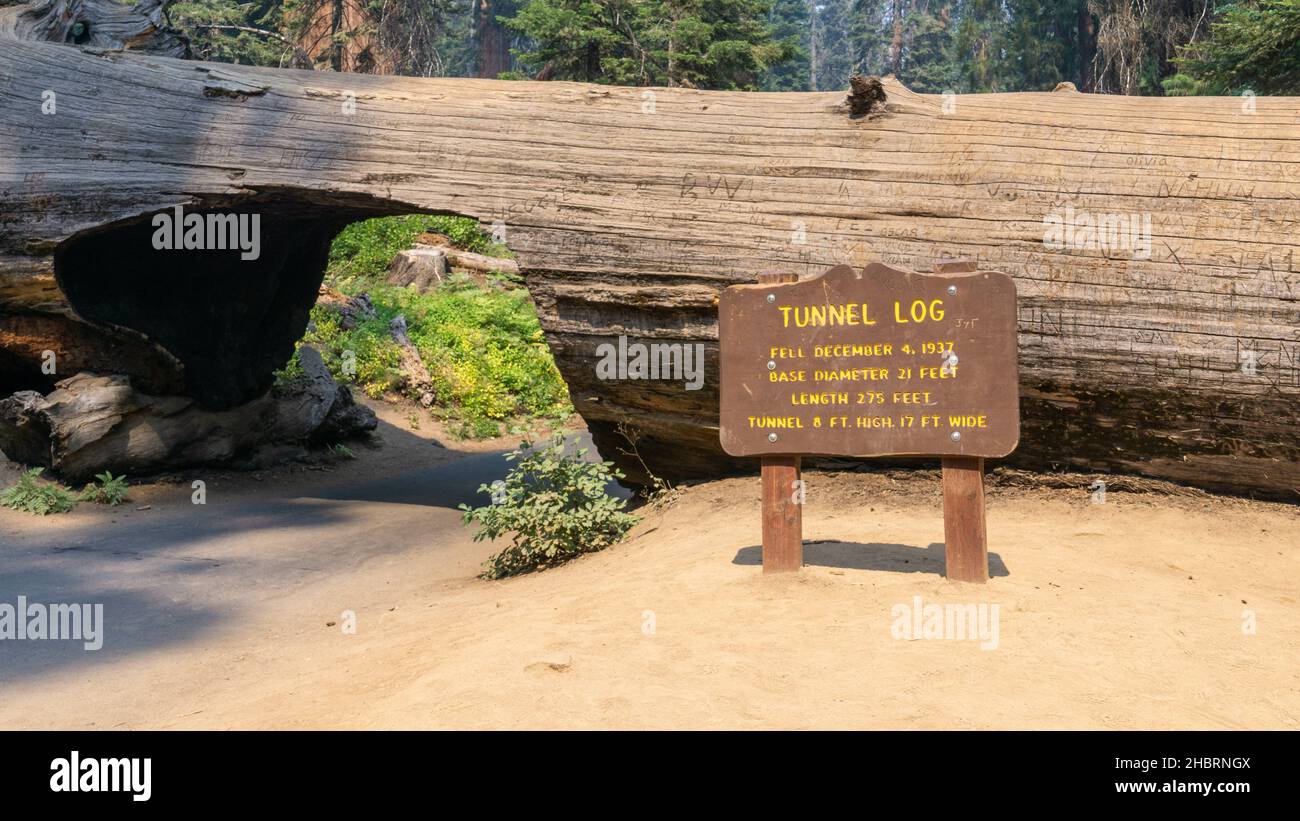 The board in front of the Tunnel Log in Sequoia National Park. Tourist attraction in California, US. Stock Photo