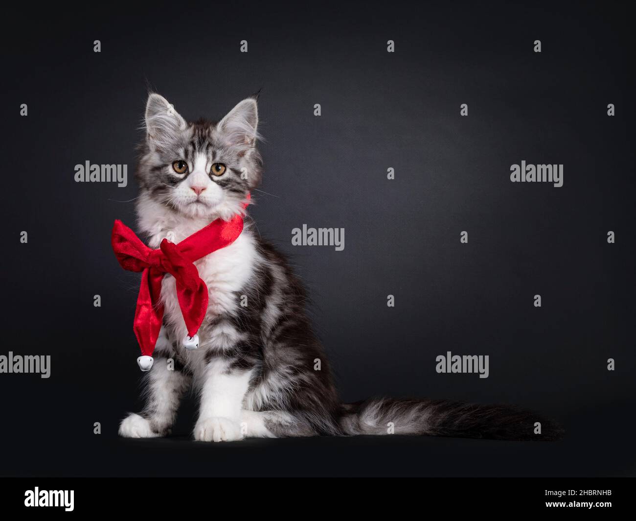 Adorable Maine Coon cat kitten, sitting facing front wearing bow tie around neck. Looking towards camera. Isolated on a black background copy Photo -