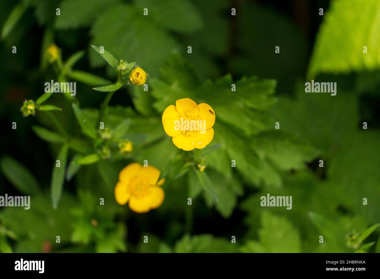 A closeup of the Ranunculus repens, the creeping buttercup. Stock Photo