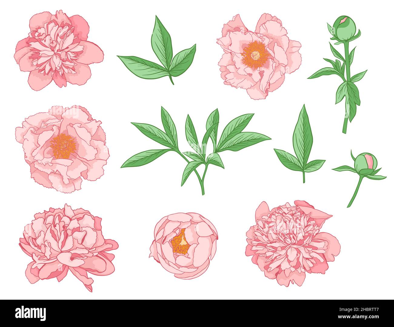 Set of pink peony flowers on a white background. Hand drawn botanical ...