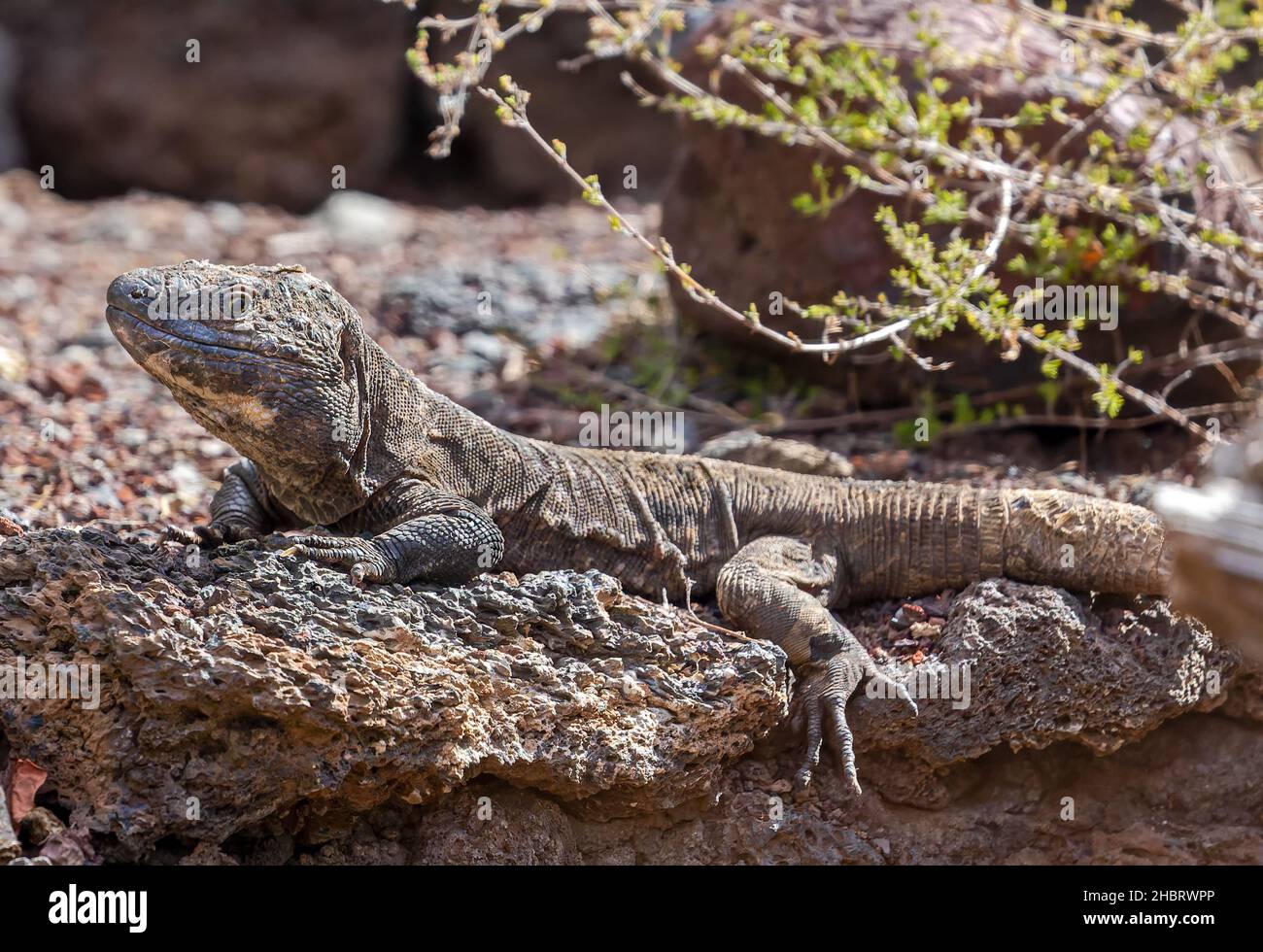 Close-up view of a Giant El Hierro Lizard (Gallotia simonyi) Stock Photo