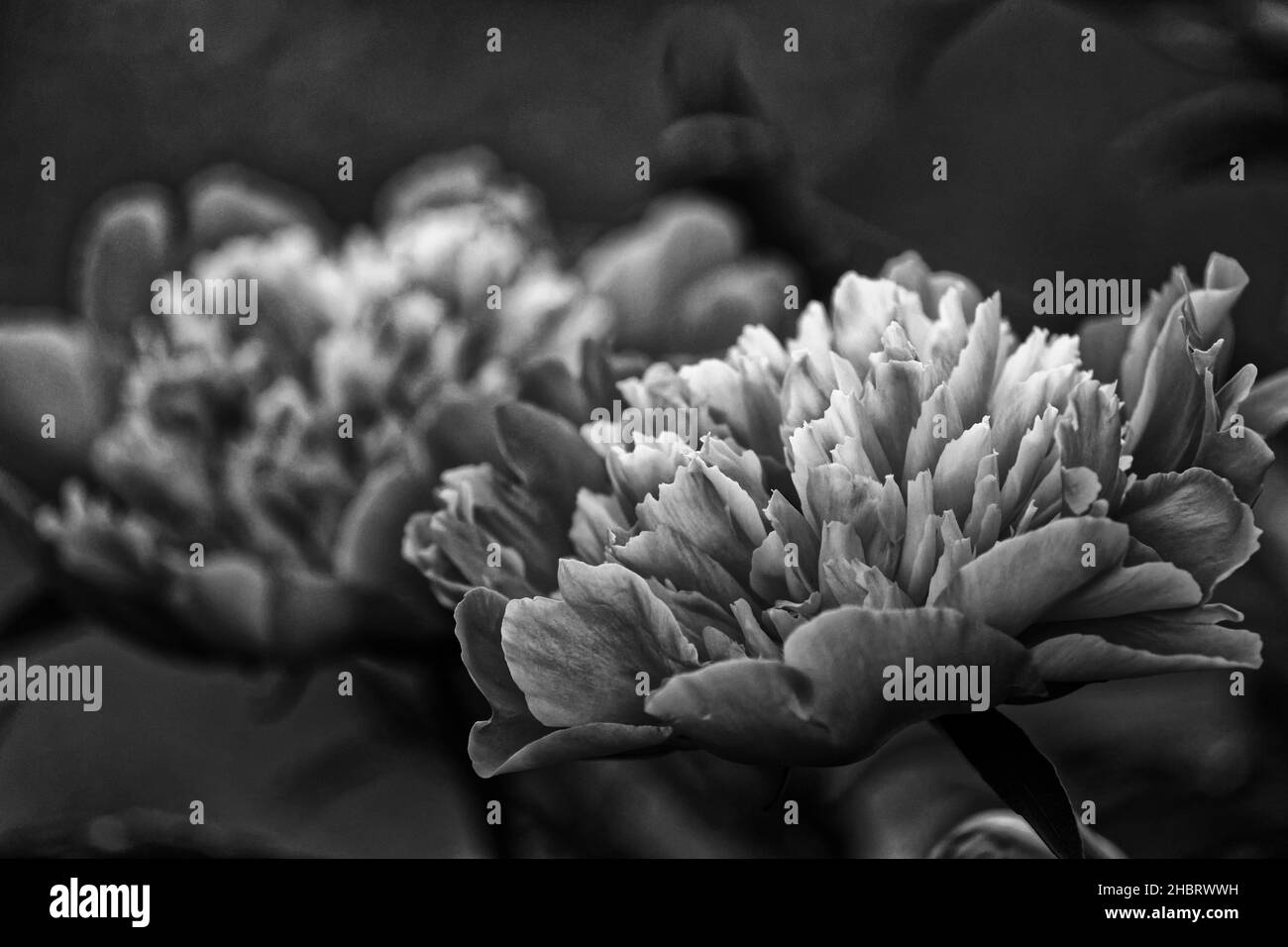 Perennials genus Black and White Stock Photos & Images - Alamy