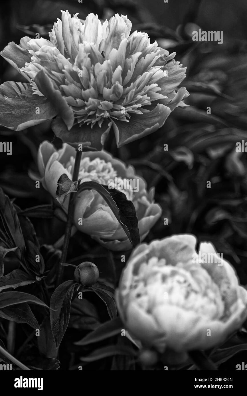 Perennials genus Black and White Stock Photos & Images - Alamy