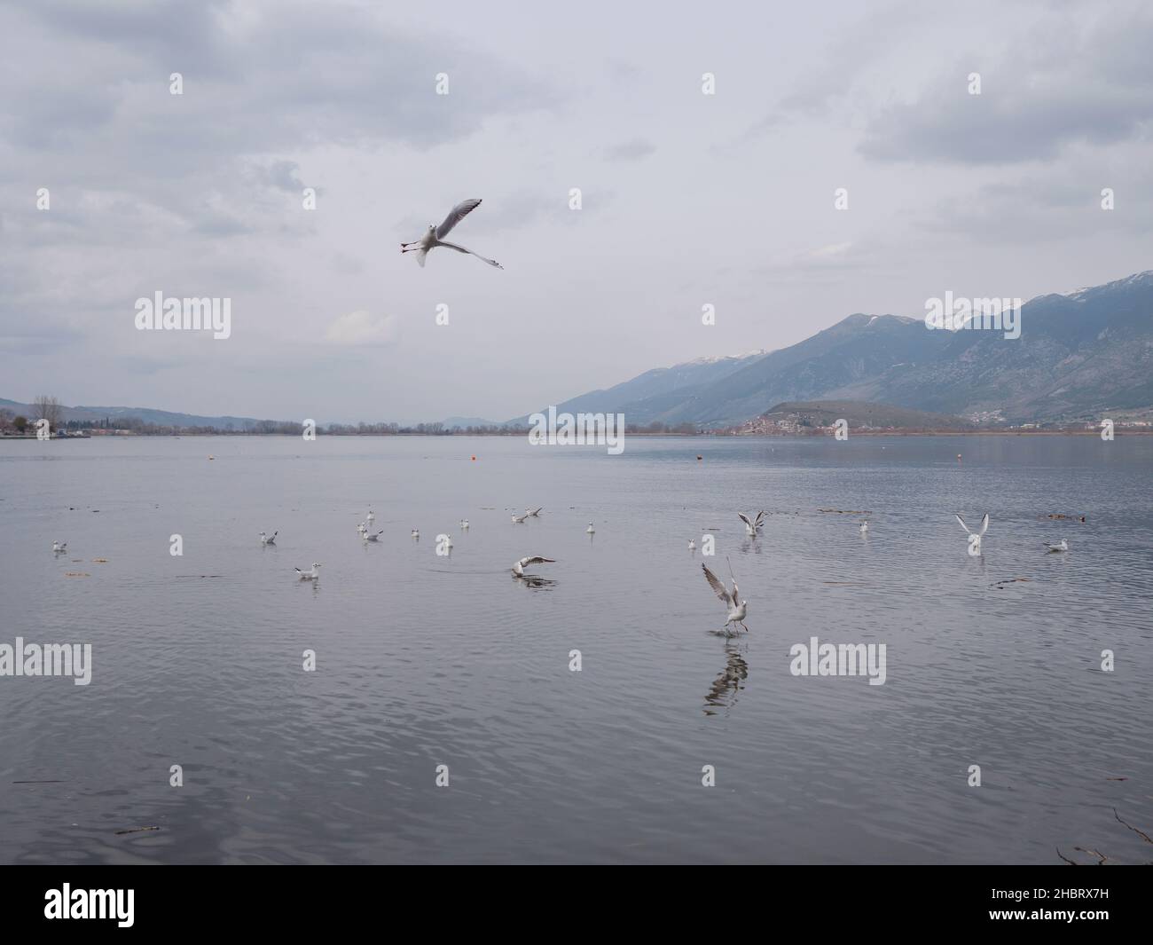 Swarm of birds shettle in the lake of Ioannina city, Epirus Greece Stock Photo