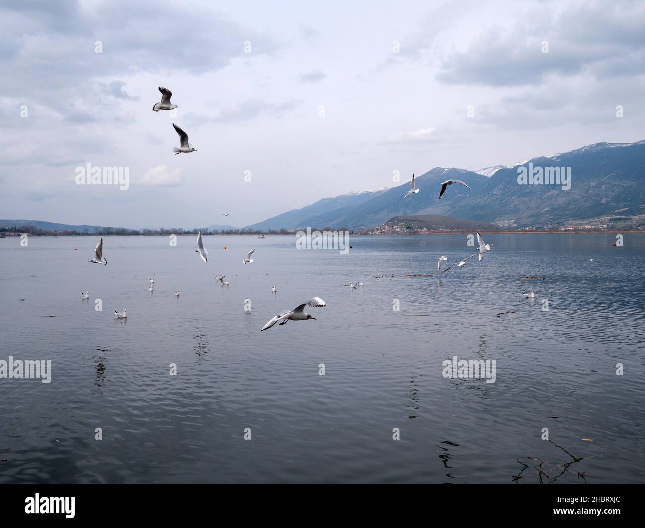 Swarm of birds shettle in the lake of Ioannina city, Epirus Greece Stock Photo