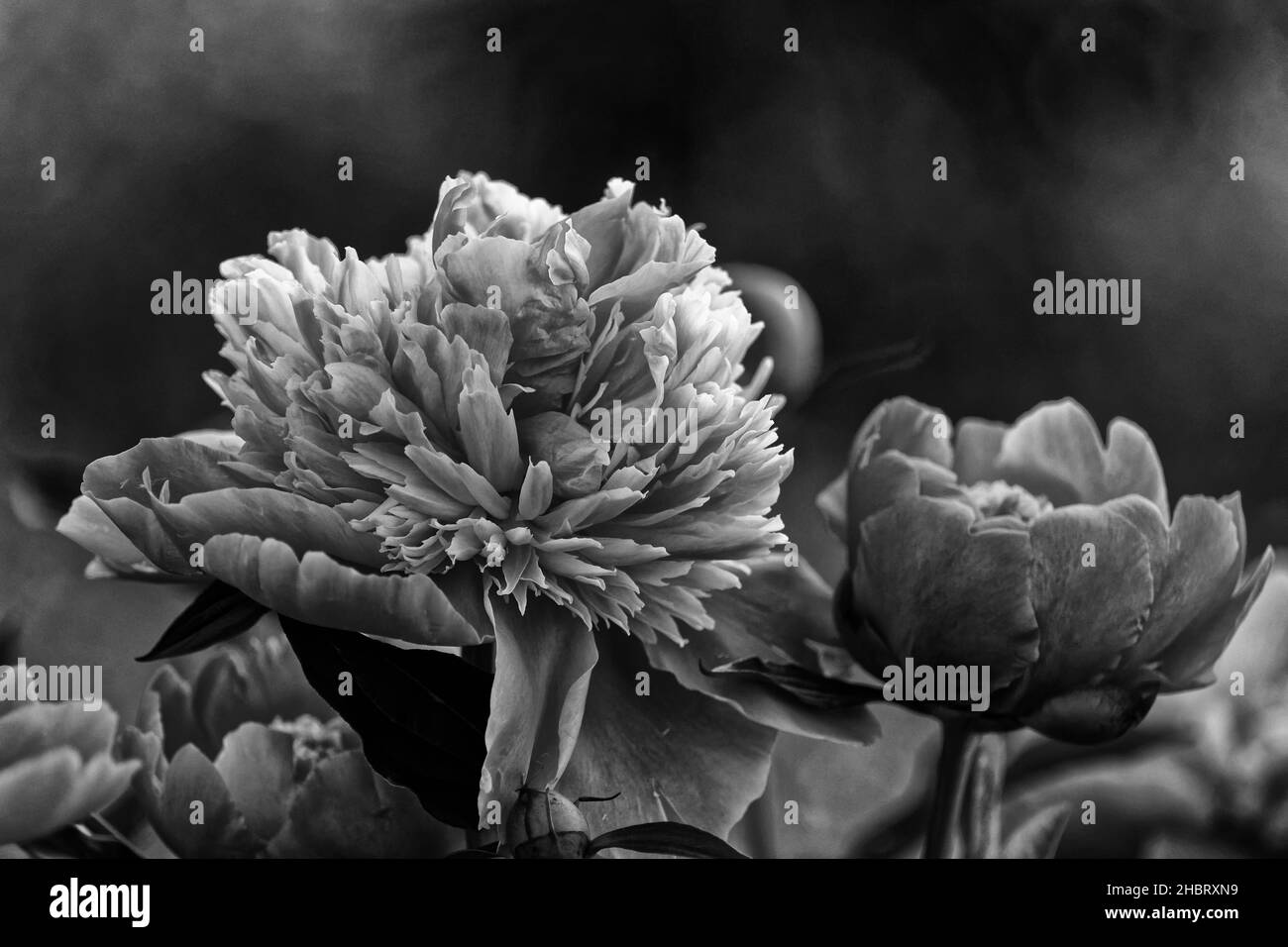 Deciduous shrubs Black and White Stock Photos & Images - Alamy