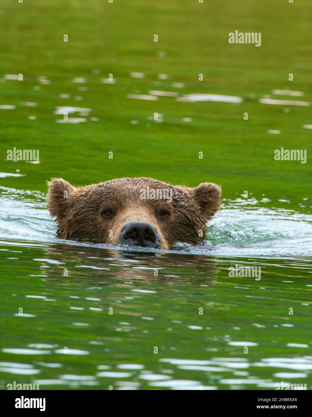 Brown Bear submerged, Kinak Bay, Katmai National Park, Alaska Stock Photo