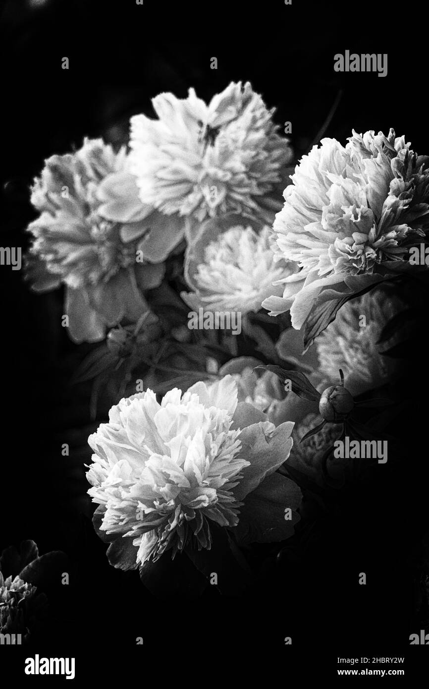 Perennials genus Black and White Stock Photos & Images - Alamy
