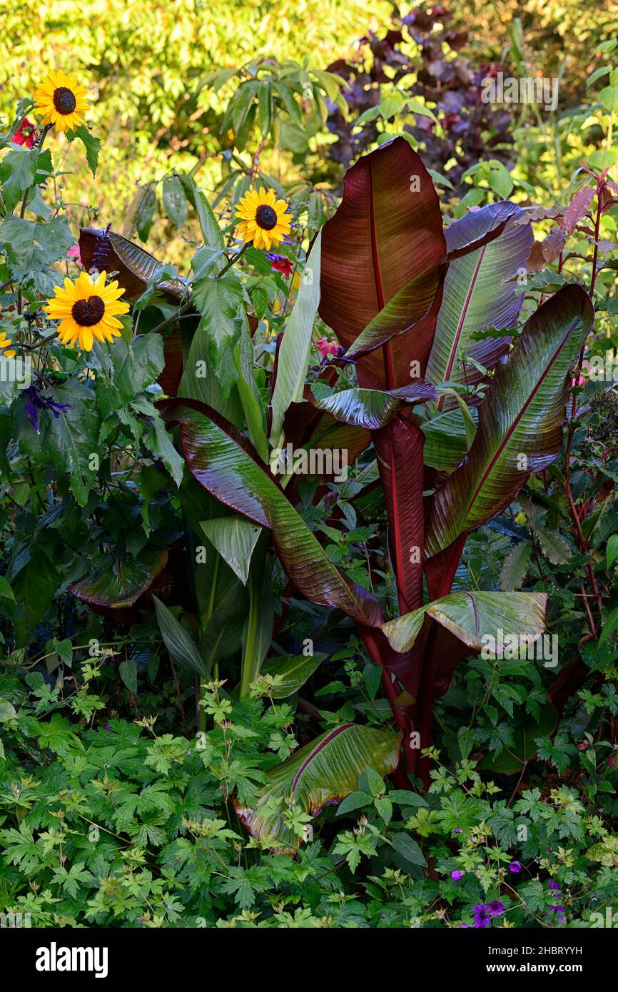 yellow sunflower,sunflowers,Ensete ventricosum Maurelii,Ethiopian banana,Abyssinian banana,red banana,flower,flowering,mixed planting scheme,unusual p Stock Photo