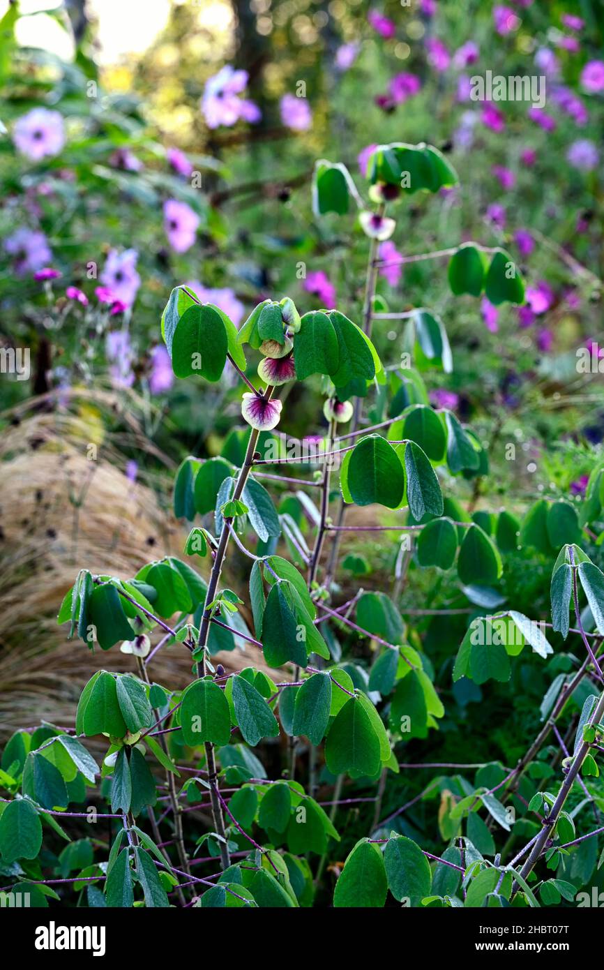 Amicia zygomeris,green leaves,foliage,yoke-leaved amicia,purple-veined stipules,heart shaped leaves,exotic plant,unusual,garden,gardens, RM Floral Stock Photo