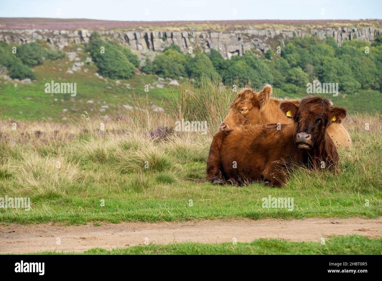 A young calf lies amid pink flowering heather beside a moorland pathway, the beautiful Peak District in August Stock Photo