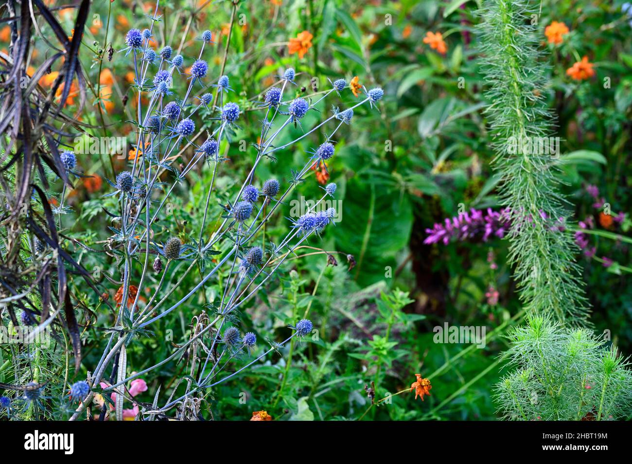 eryngium tripartitum,sea holly,sea hollies,blue flower,blue flowers,flowering,cosmos tango in background,blue and orange flowers,RM Floral Stock Photo