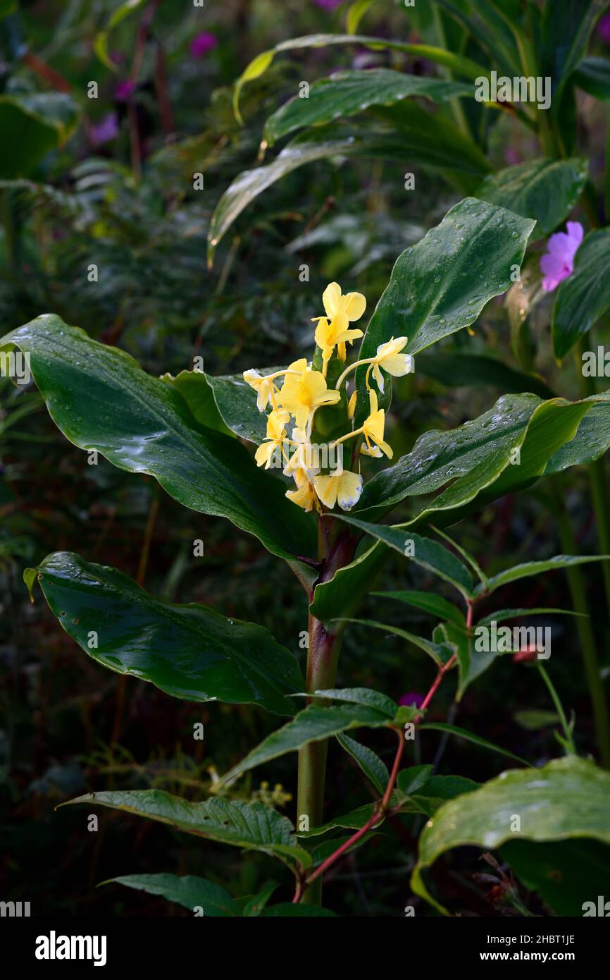 hedychium wardii,ward's ginger lily,yellow flowers,yellow flower,gingers, yellow flowering ginger,leaves foliage,tropical,exotic garden,gardens,RM flo Stock Photo
