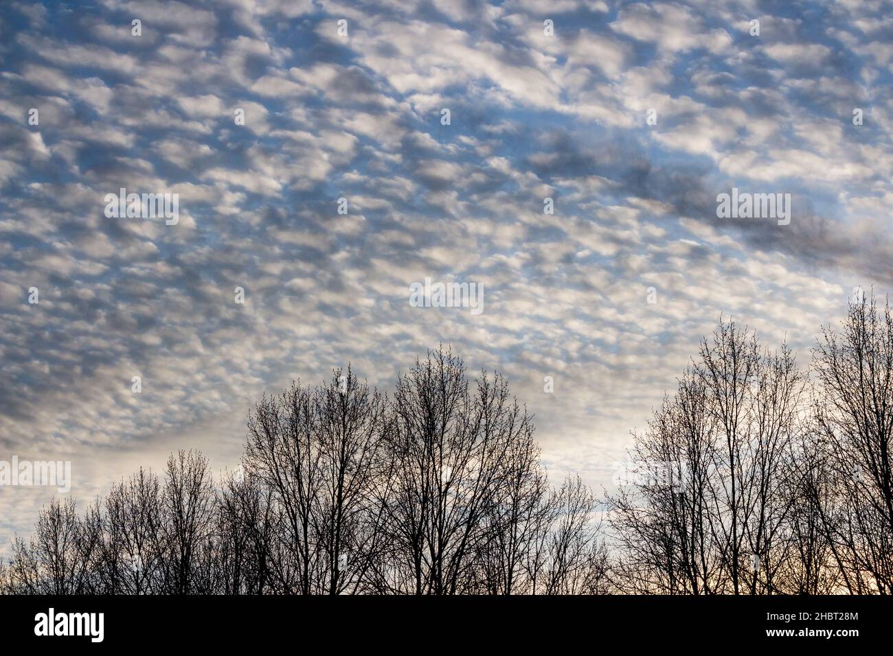 Treetops and Altocumulus clouds in blue sky Stock Photo - Alamy
