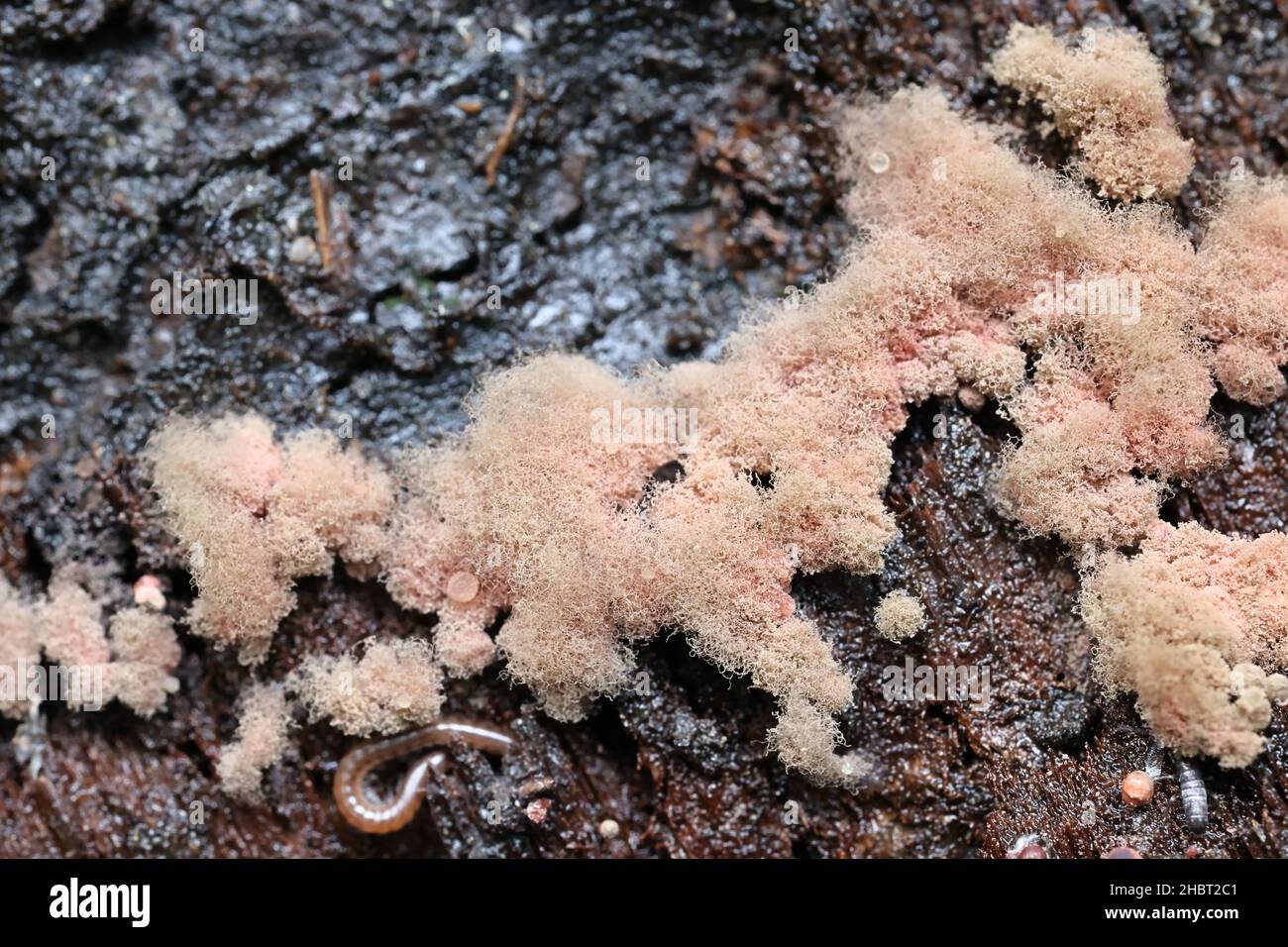 Arcyria incarnata, a candy slime mold, no common English name Stock Photo