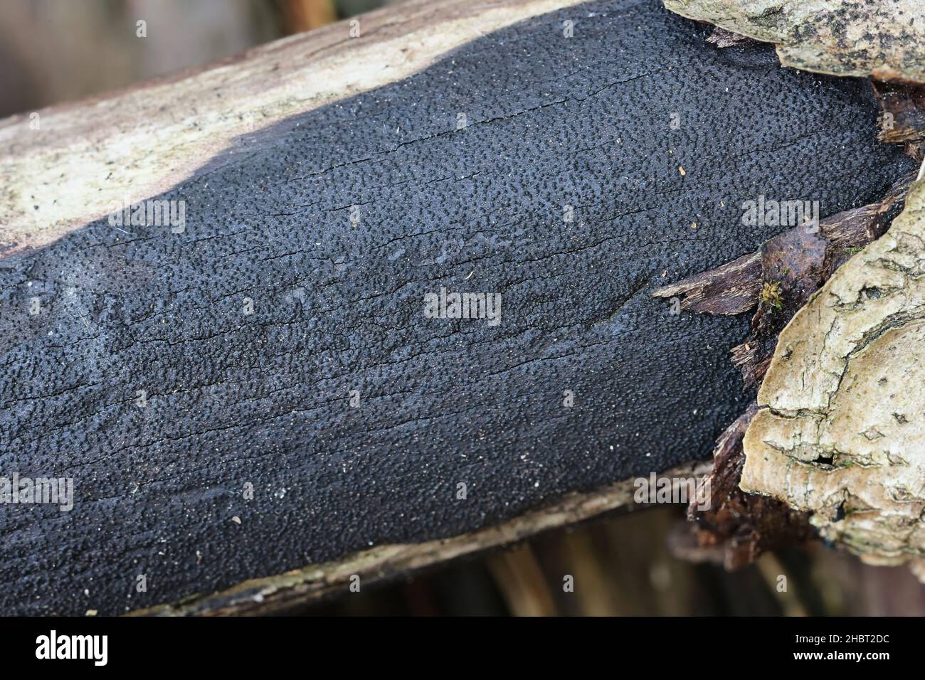 Eutypa sparsa, a crust fungus from Finland with no common English name Stock Photo