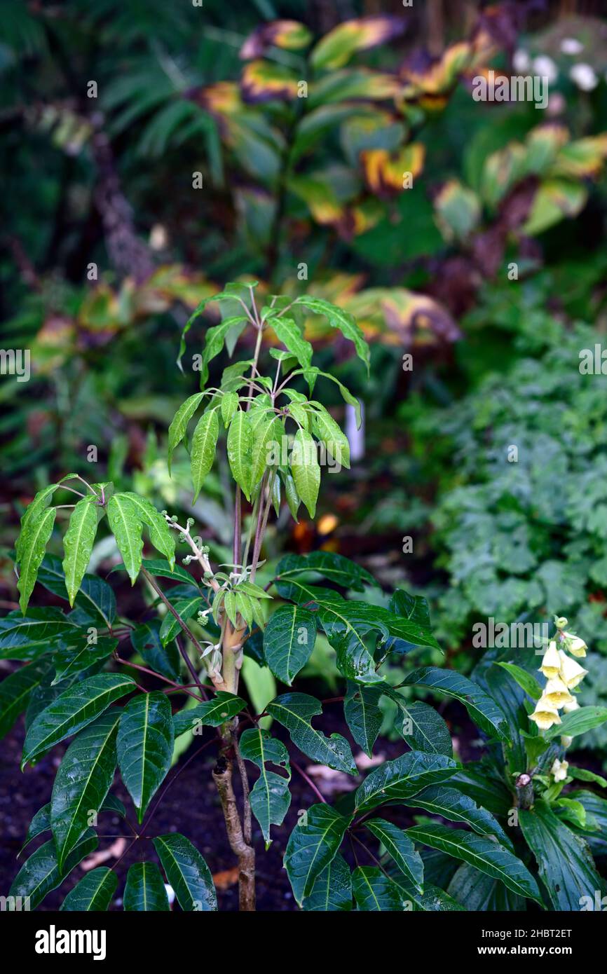 Schefflera brevipedicellata,evergreen leaves,flowers,hardy schefflera,outdoors,garden,RM Floral Stock Photo