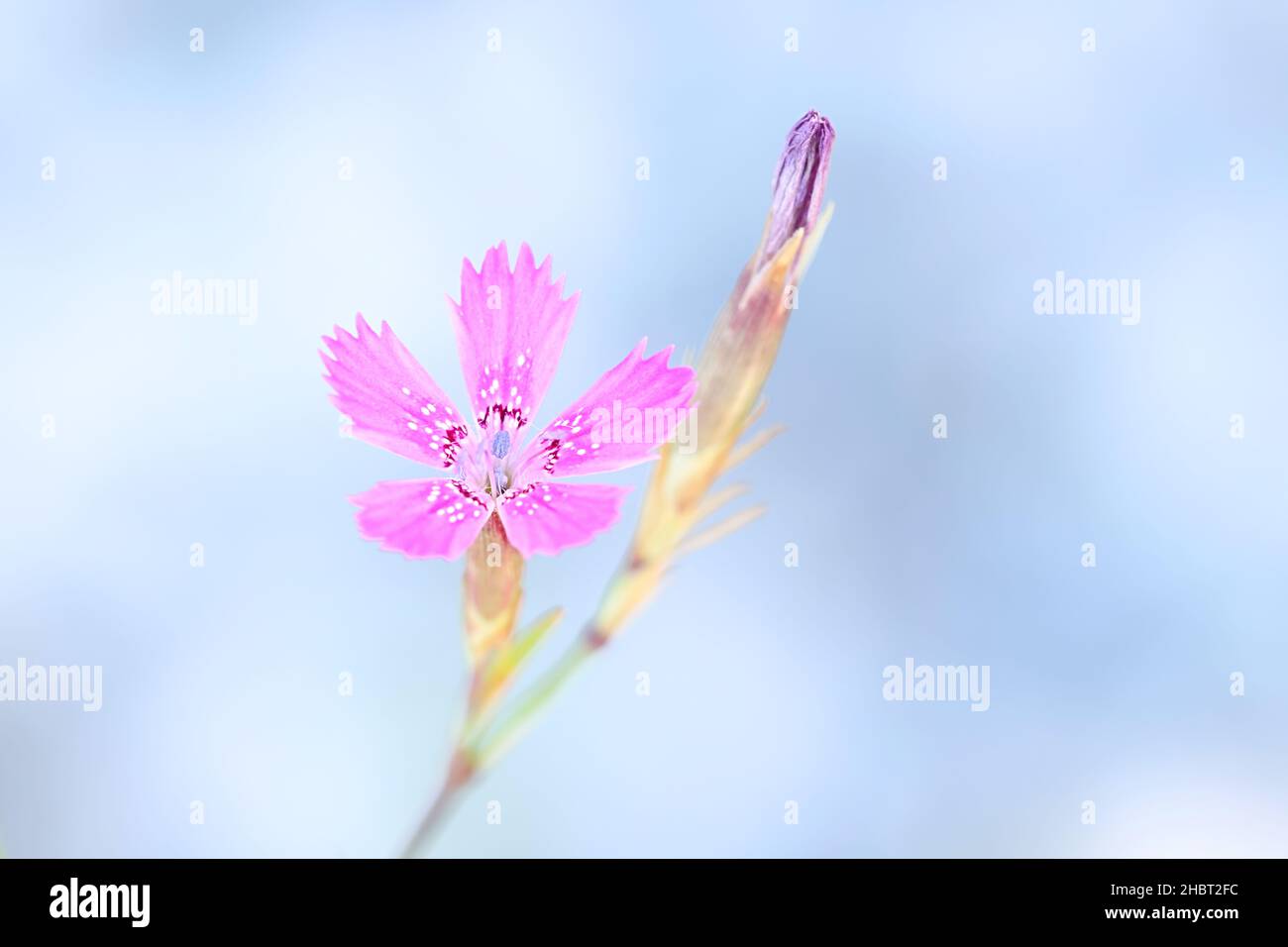 Dianthus deltoides, commonly known as Maiden pink, wild flower from Finland Stock Photo
